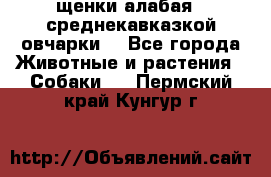 щенки алабая ( среднекавказкой овчарки) - Все города Животные и растения » Собаки   . Пермский край,Кунгур г.